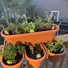 I finally planted my herb garden in the planter from mom
