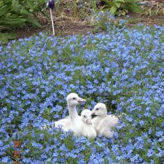 231-1 Baby swans 2008