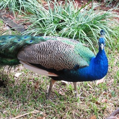 St Augustine peacock