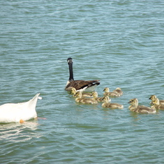 Canadian Geese's chicks on display for Mothers Day at Ginny's