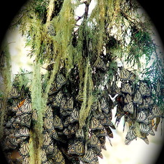 Mom's trip to see the Pacific Grove Monarch butterflies