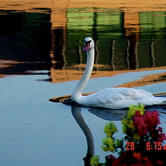 Dolores was facinated by the Lagoon Swans