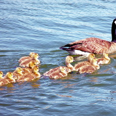 Canadian Geese showing off their new chicks on Mothers Day was a special treat for Mom and Ginny..