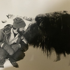 Ovibos(e) // Institute for Northern Agricultural Research, Musk Ox Ranch. Unalakleet, Alaska. Manager of the ranch: 1975 & 1978-1982.