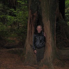 Don trying to hide inside a Redwood.