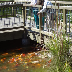 feeding fish Utah