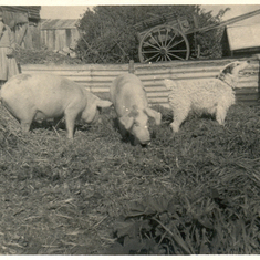 Doreen with the pigs and Mike the doggie, West Worthing late 50s / early 60s