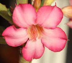 Doris A. Mobuary