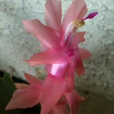 This is a Thanksgiving cactus of hers that DeWayne took care of after she passed. When it bloomed, he and I both shed tears, knowing that it was a sign from her.