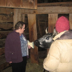 Amy and Jules at Philipsburg Manor, Nice Cow