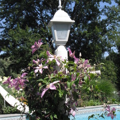 Clematis at Poolside
