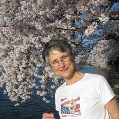 Cherry Blossoms, Washington, D.C.