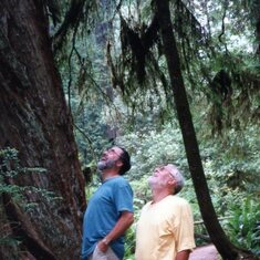 1999, juli, Redwoods in Californië