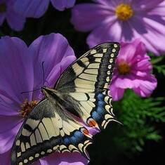 butterflywpupleflowers2015