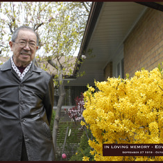 Dad and forsythia.