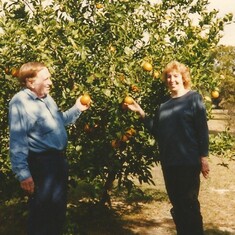 Ed and Jeanette picking oranges in her mom's Florida backyard