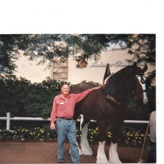 Ed with Clydesdale horse at Anheiser-Busch Factory - He loved those horses!