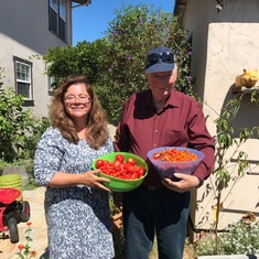 Anke and Eike gathering tomatoes from Cara and Junie's garden