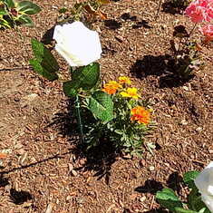 "Moms Rose" placed  in the garden in her memory,we will all visit for a Memorial soon for prayer
