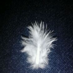 Feather from Heaven