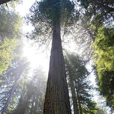 tall-trees-of-redwood-national-park-pierre-leclerc