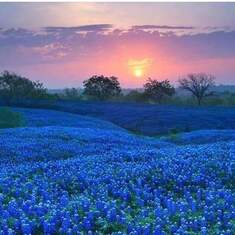 Bluebonnets for you daddy.