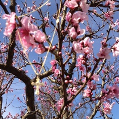 Mom Peach tree blooms