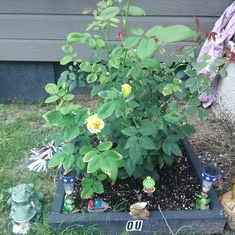 Your rose  bush before the up grade i love you Momma 