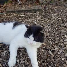 Fizza loved the allotment cat oscar and would send us photos and updates of him while she was there!
