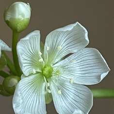 We’ve never known a Venus fly trap to flower, but Fizza’s magic touch showed it was possible