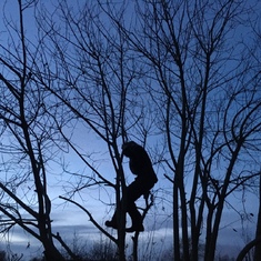 Scaling the old goat willow at Albemarle allotments at sunset