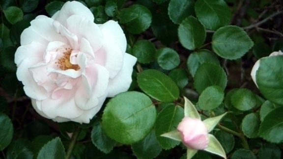 Flora Jean Nutt Chancellor