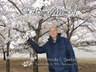 Dad enjoying the peak bloom of cherry blossom trees - Washington DC Cherry Blossom Festival 2018