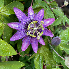 To you Unk... A Passion Flower... (one Passion Plant flourished for decades in our mother tender care...)