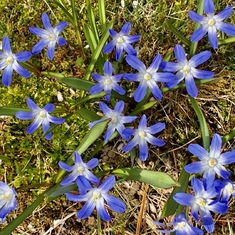 Chionodoxa forbesii- Glory of the Snow: my favorite early Spring bloom... Also known as Forbes' Scilla, originally from Western Turkey..