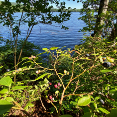 5) Blueberries were in full abundance...  (This is the pond view from the sitting stone...)