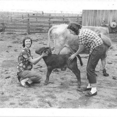 Aunt Arlene and Mom "wrestling cattle" on the Crockett family farm