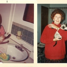 Siamese Cats through the Years ... and photographic evidence that cats "love" baths!!