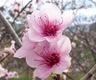 Peach_flowers