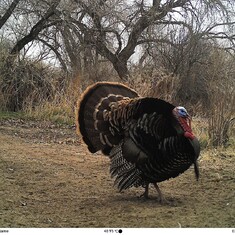 Photo taken near his favorite turkey hunting spot, still remembered today.