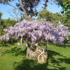 Wisteria at wishing well of back yard
