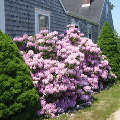 Dads Rhododendrons