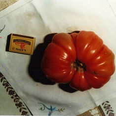 The "Tomato King's" largest tomato ever!