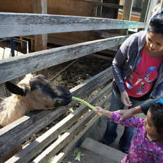 Feeding the goat