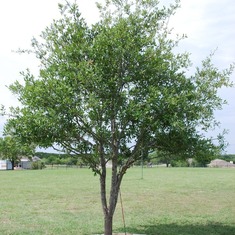 Dad's tree 044
