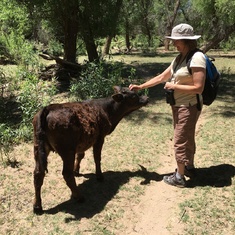 Random juvenile cows were attracted to Gaye at Patagonia Lake, Az. We would go birding there once or twice a year during migration season.