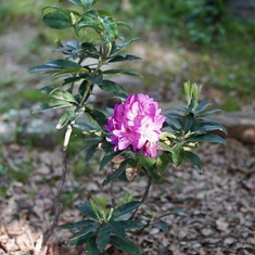 Dads rhododendron has bloomed!