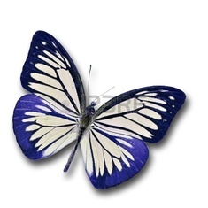 15655244-blue-butterfly-flying-isolated-on-white-background