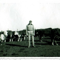 Dad & cattle on the farm