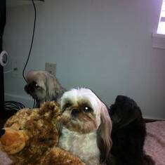 Gidget Lindy Josie and Stuffed Bear